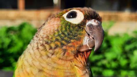 green cheek talking|green cheek conure sound.